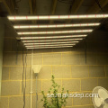 Bästsäljande LED 600W 8bar Grow Light